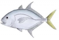 Carangoides chrysophrys